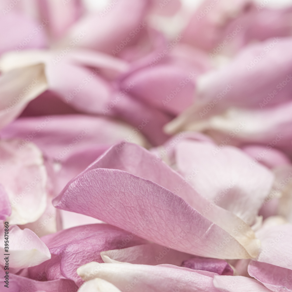 Soft focus, abstract floral background, pink rose flower petals. Macro flowers backdrop for holiday design