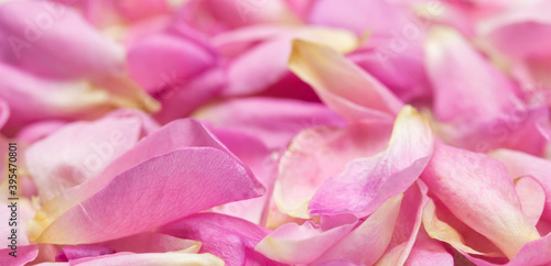 Soft focus, abstract floral background, pink rose flower petals. Macro flowers backdrop for holiday design © OLAYOLA