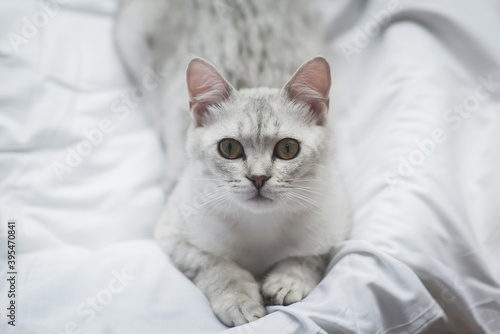 Cute cat lying on white bed and looking at camera © lalalululala