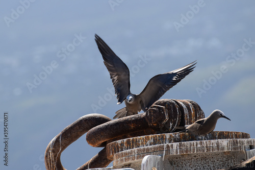 Noddi brun Anous stolidus oiseau marin sur bouée photo