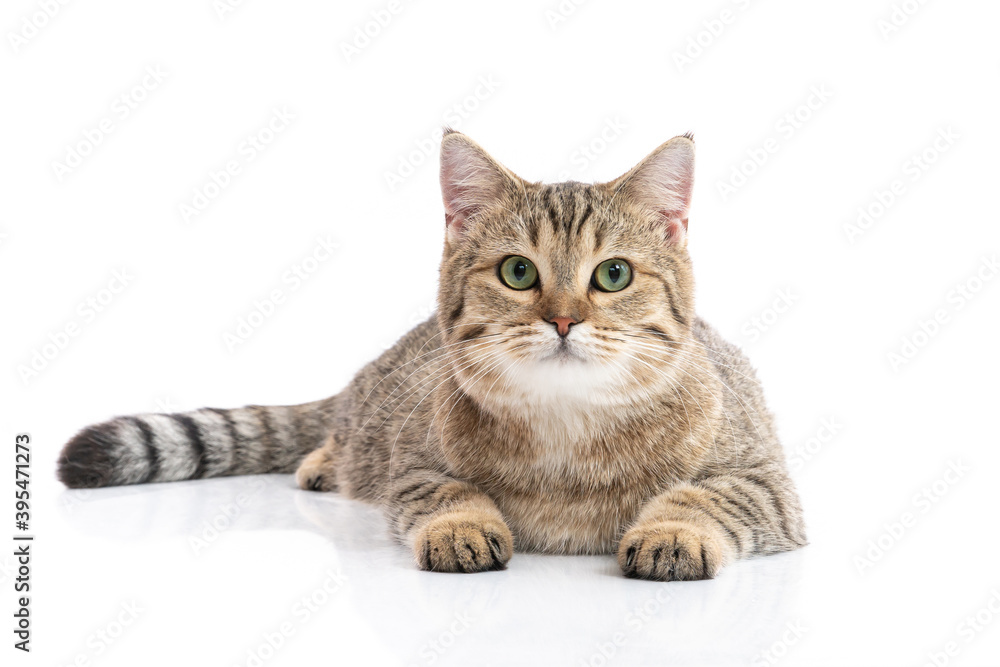 Close up of Brown British cat sitting  and looking at camera on white background isolated