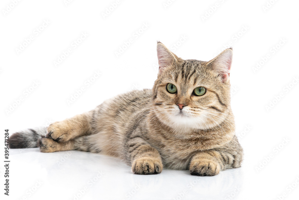 Close up of Brown British cat sitting  and looking on white background isolated