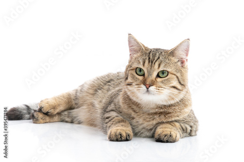 Close up of Brown British cat sitting  and looking on white background isolated