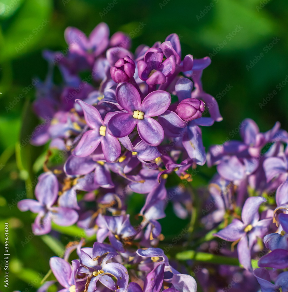 Lilac flowers close-up on green background