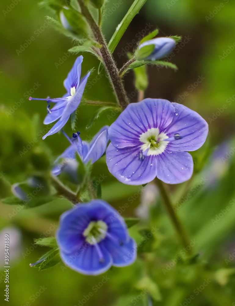 Flowers Veronica Dubravnaya closeup on green background Flowers Veronica Dubravnaya closeup on green background