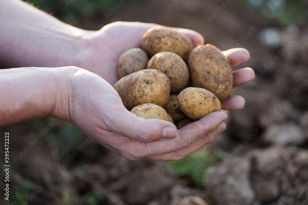 Hands holding freshly harvested potatoes Hands holding freshly harvested potatoes
