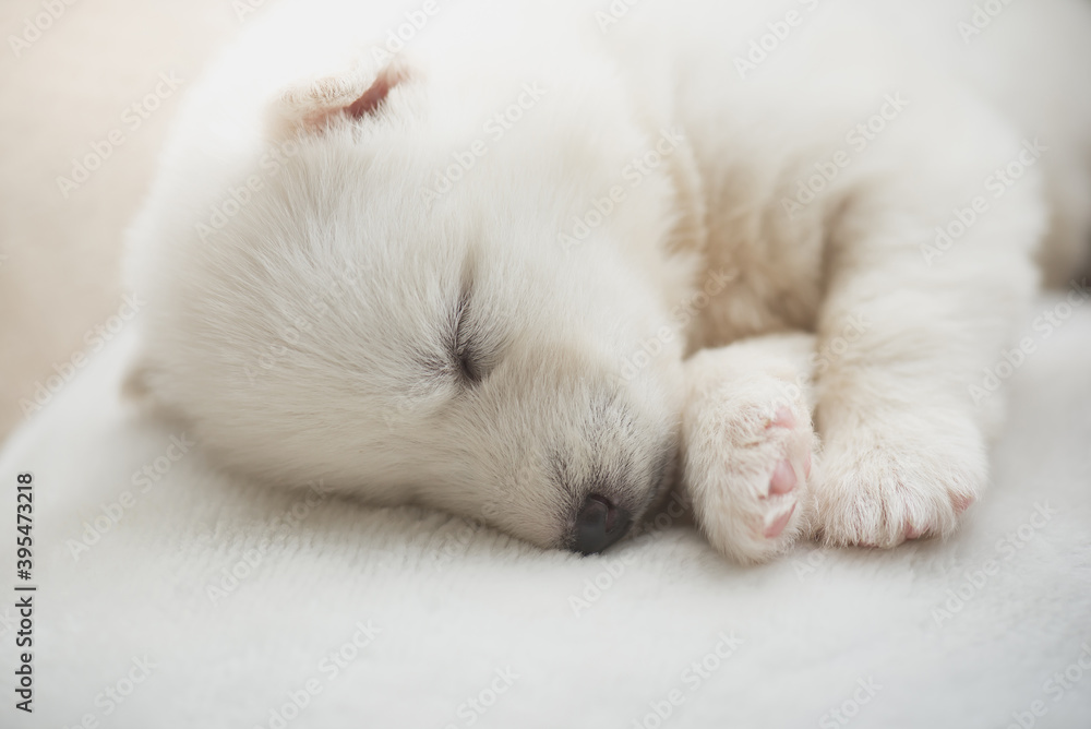 Fototapeta premium White siberian husky puppy sleeping on white bed