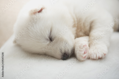 White siberian husky puppy sleeping on white bed © lalalululala