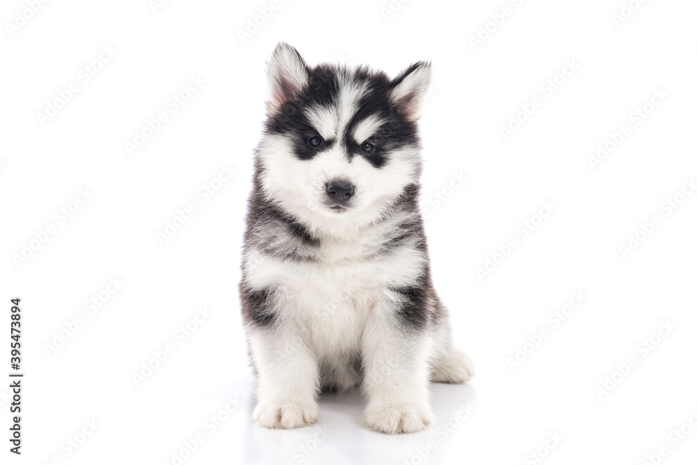 Cute siberian husky puppy sitting on white background isolated