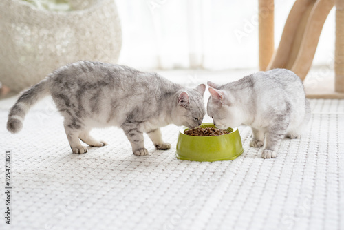 Canvas Print American shorthair cats eating dry food