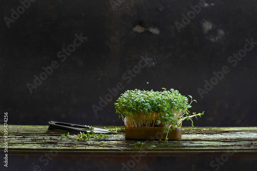 Fresh cress in a dish with scissors on a wooden plank