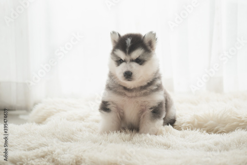 Cute siberian husky puppy sitting in the living room