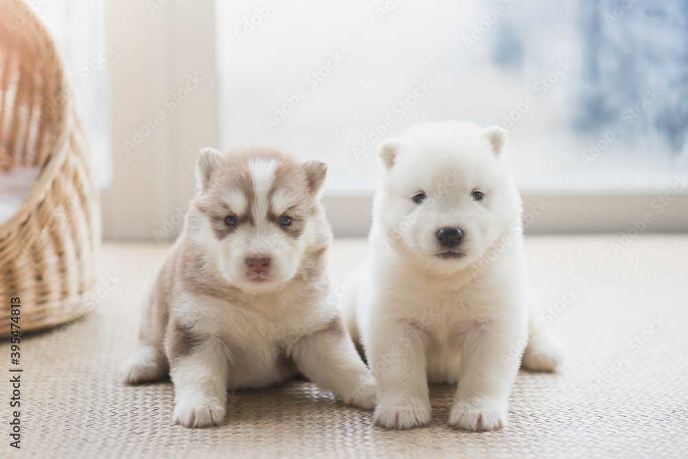 Two siberian husky puppies sitting on floor in living room Two siberian husky puppies sitting on floor in living room