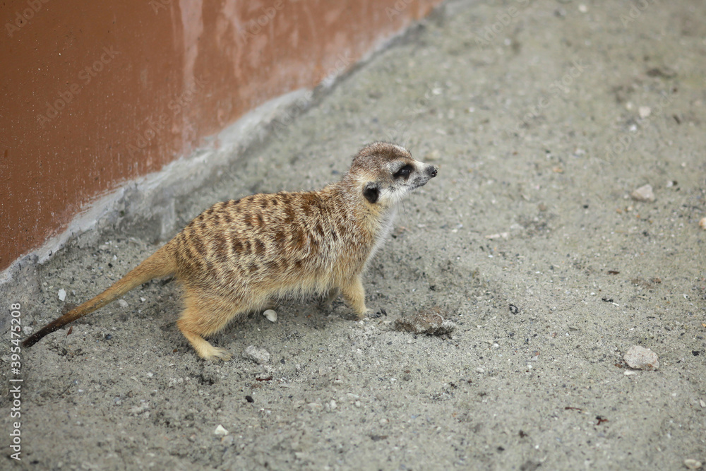 Obraz premium Portrait of suricate or meerkat (Suricata suricatta), African native animal, small carnivore belonging to the mongoose family