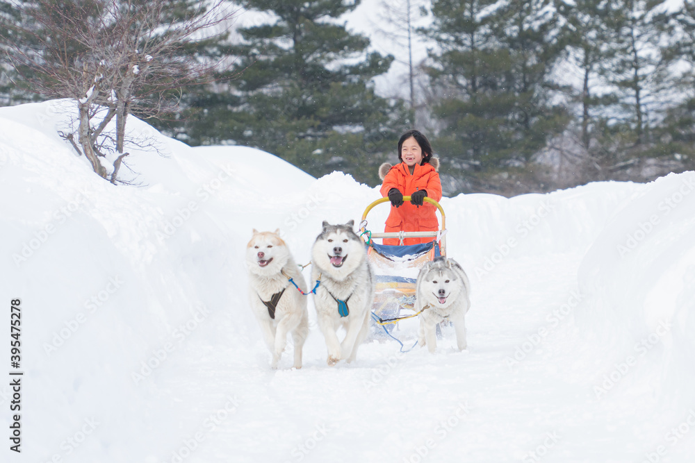 Siberian Husky dogs are pulling sledge with Asian boy Siberian Husky dogs are pulling sledge with Asian boy