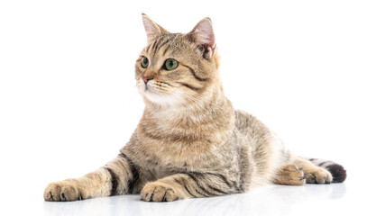 British cat lying on white background isolated