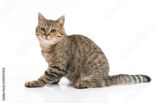 Wallpaper Mural British cat lying on white background isolated Torontodigital.ca