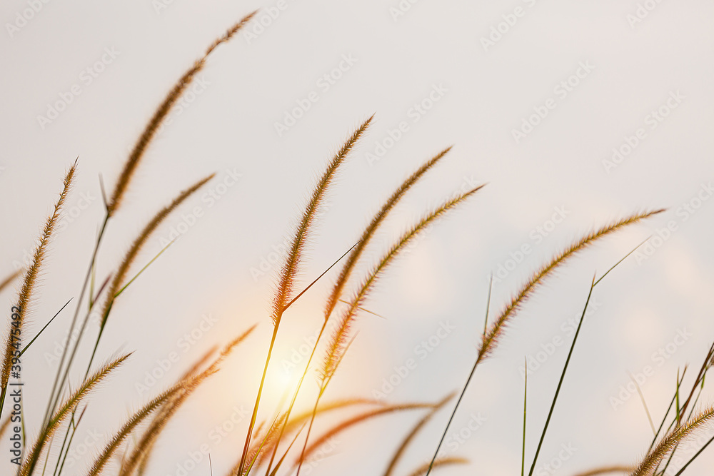 Fototapeta premium fountain flower blooming grass