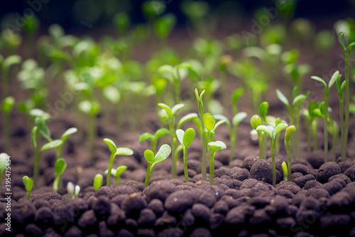 Seedlings of water plants