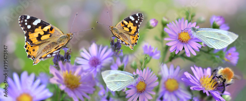 butterfly gathering  pink  flowers in a garden photo