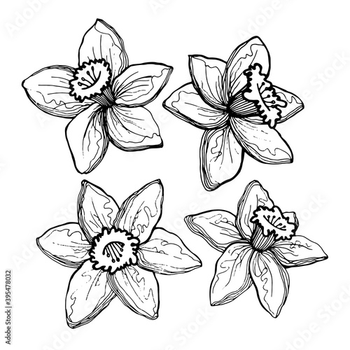 Four graceful daffodil flowers. Hand-drawn black and white image of flowers, isolated on white background.