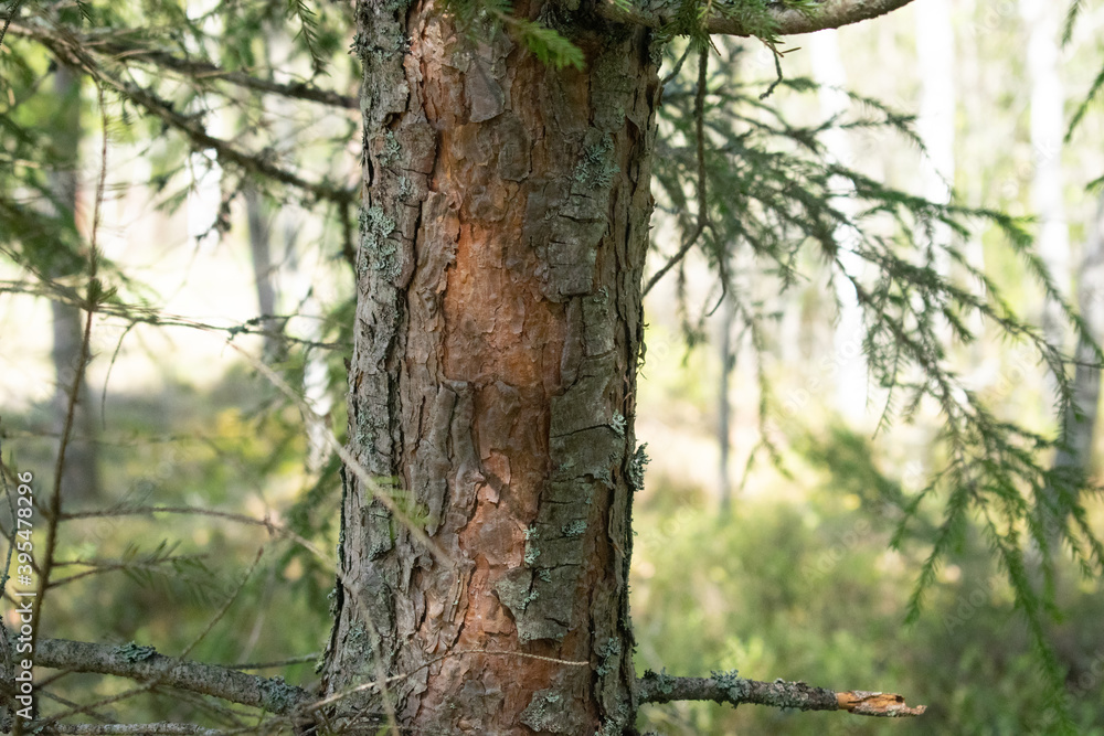 Fototapeta premium the trunk of a coniferous spruce tree in the shade