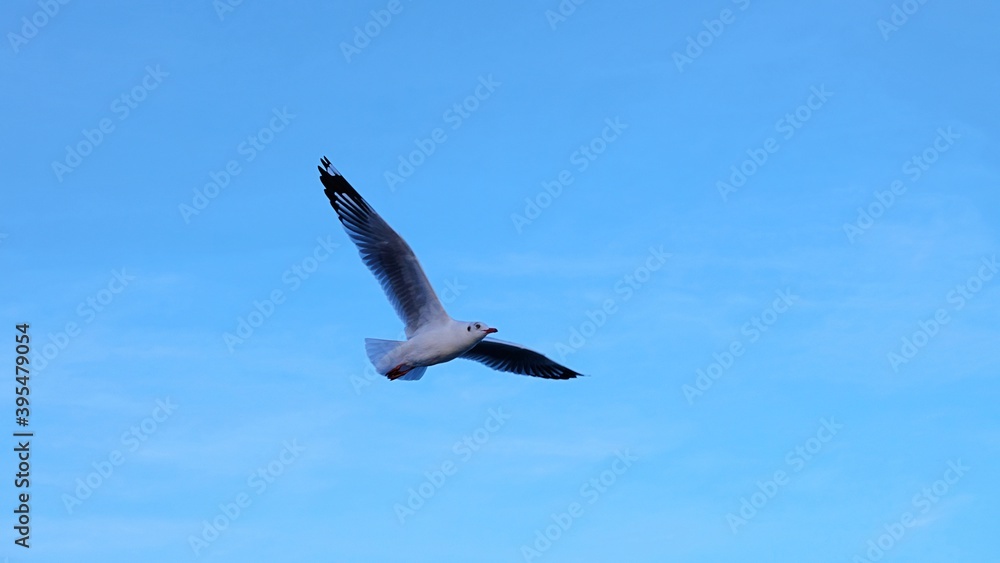 Seagull bird flying on sky. Seagull bird flying on sky.