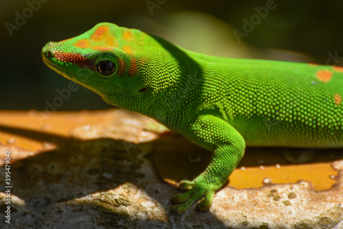Phelsuma grandis gecko à la Réunion