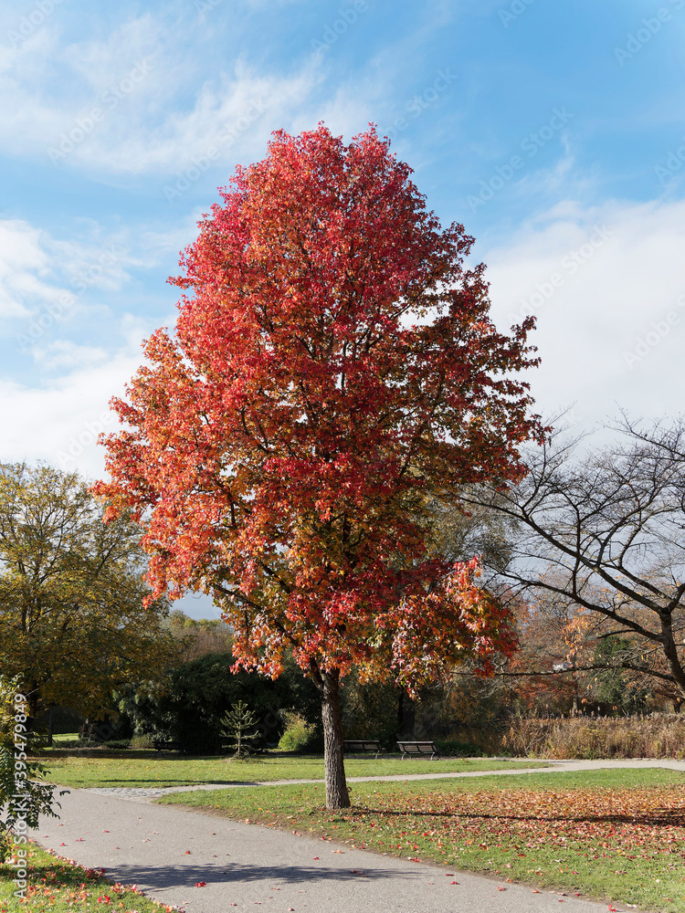 Naklejka premium (Liquidambar styraciflua) Seesternbaum oder Amerikanische Amberbaum mit Slender Silhouette, schönen Herbstlaub in verschiedene Farbtöne in einem Park unter einem blauen Himmel