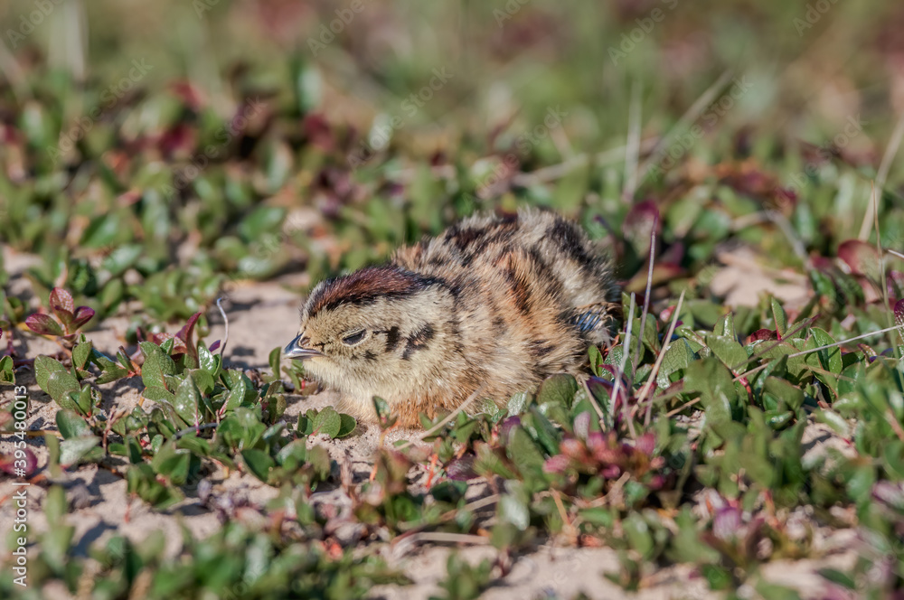 Willow Ptarmigan (Lagopus lagopus) chick in Barents Sea coastal area, Russia