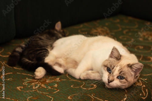 Mom cat and kitten lying together on couch in home comfort