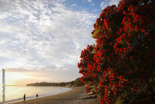 People walking on Takapuna beach in the morning with Pohutukawa flowers in full bloom photo
