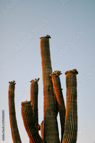 Vertical shot of of a sugaro cactus