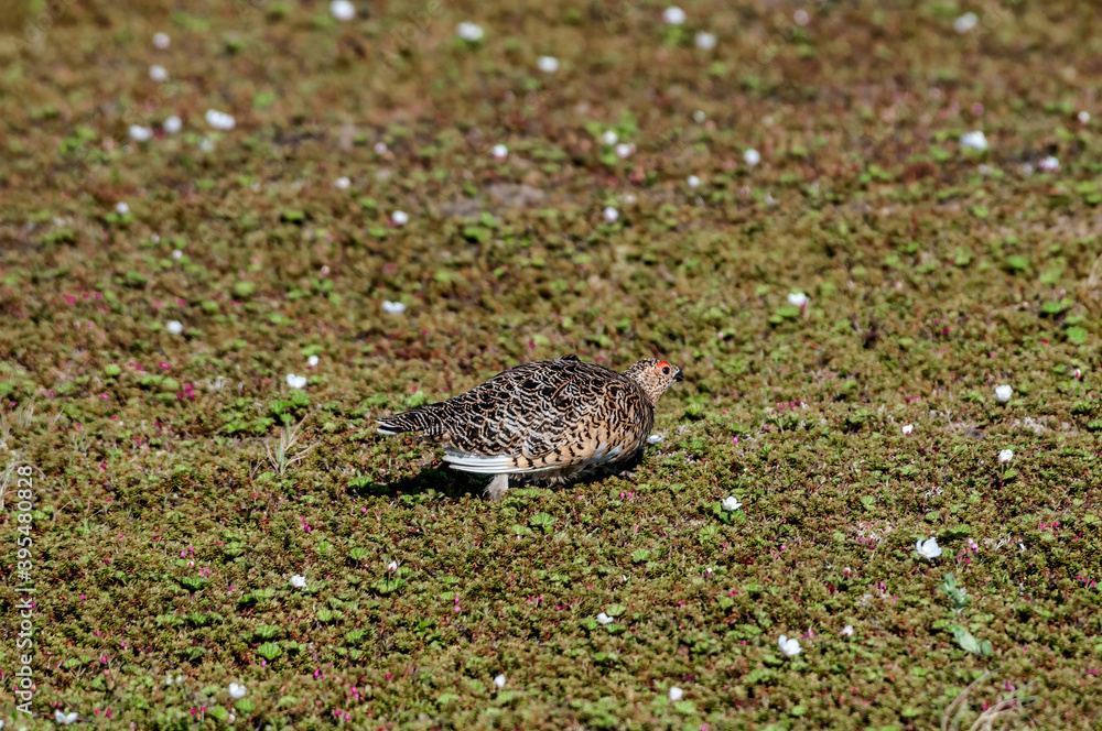 Willow Ptarmigan (Lagopus lagopus) hen in Barents Sea coastal area, Russia