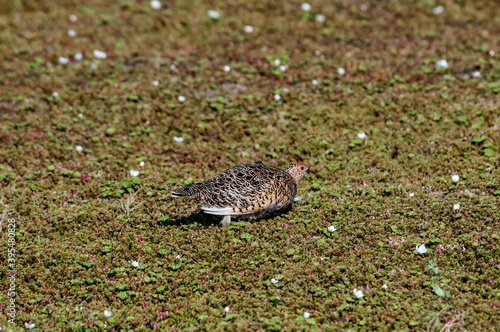 Willow Ptarmigan (Lagopus lagopus) hen in Barents Sea coastal area, Russia