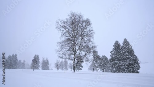 Wallpaper Mural Winter snowscape, snowflakes falling on a tree in the field Torontodigital.ca