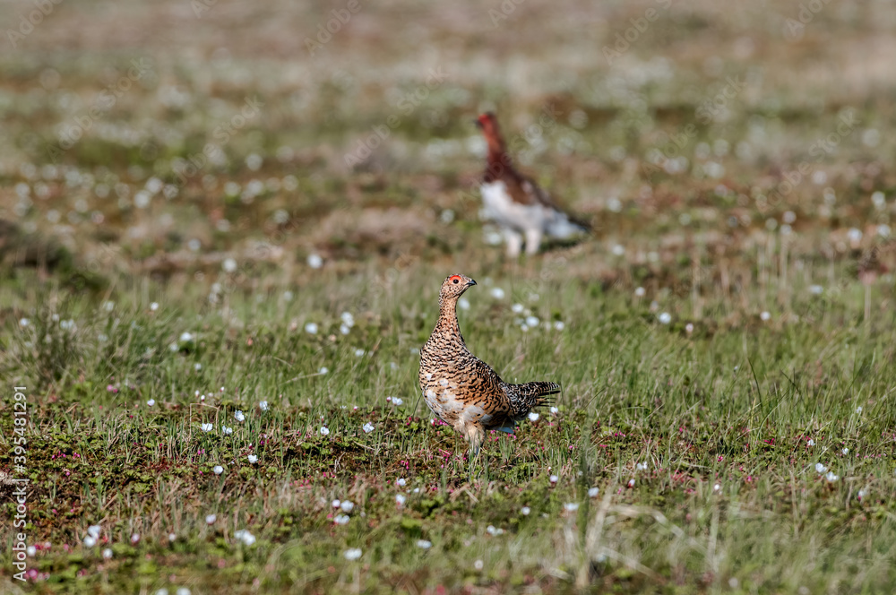 Willow Ptarmigan (Lagopus lagopus) hen in Barents Sea coastal area, Russia Willow Ptarmigan (Lagopus lagopus) hen in Barents Sea coastal area, Russia