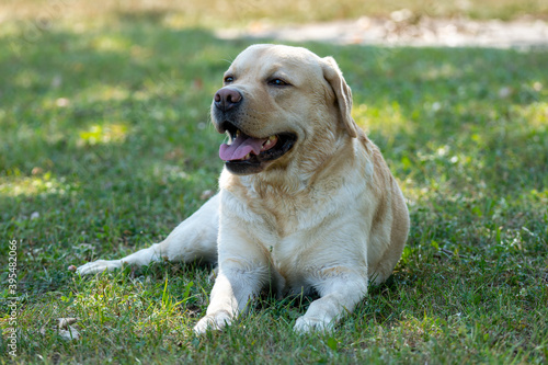 Labrador retriever on grass