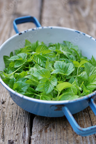 Fresh ground elder in an enamel bowl photo