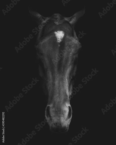 Grayscale closeup shot of a horse head