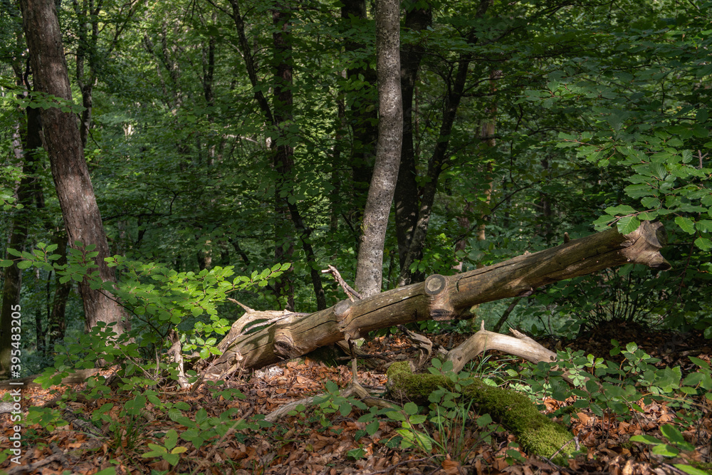 le bois de Chênes, Begnins, Suisse le bois de Chênes, Begnins, Suisse