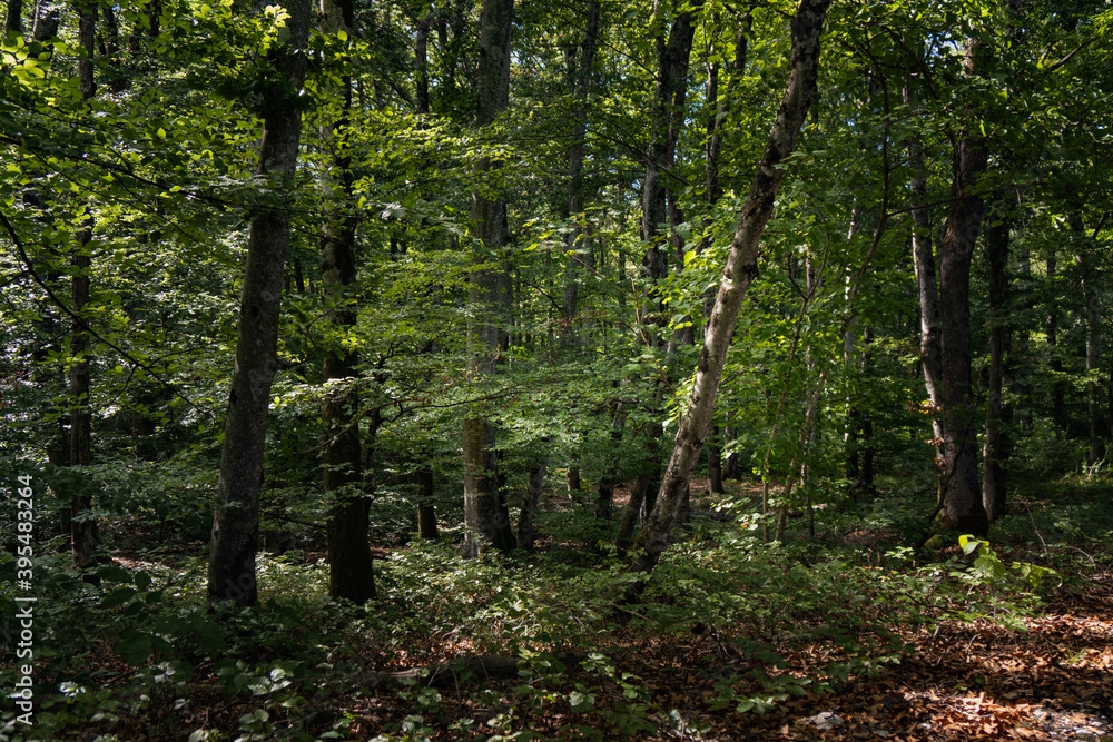 Obraz premium le bois de Chênes, Begnins, Suisse