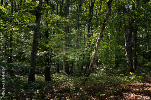 le bois de Ch  nes  Begnins  Suisse