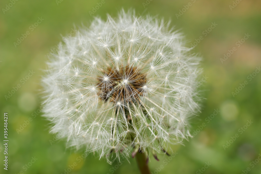 Extreme close up of a dandelion seed head against natural green blurred background. Extreme close up of a dandelion seed head against natural green blurred background.