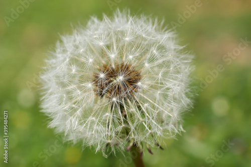 Extreme close up of a dandelion seed head against natural green blurred background.