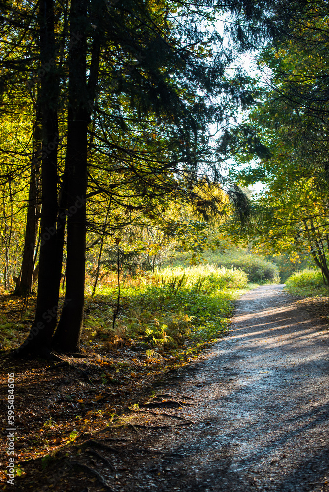 footpath in autumn forest in the morning footpath in autumn forest in the morning