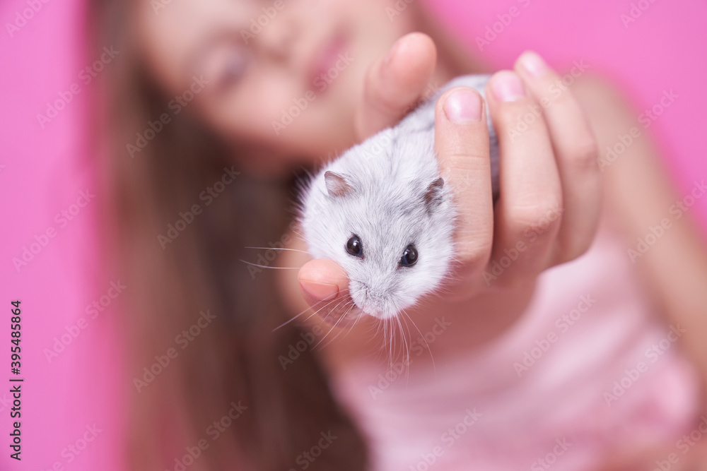 A girl holds a hamster on pink background A girl holds a hamster on pink background