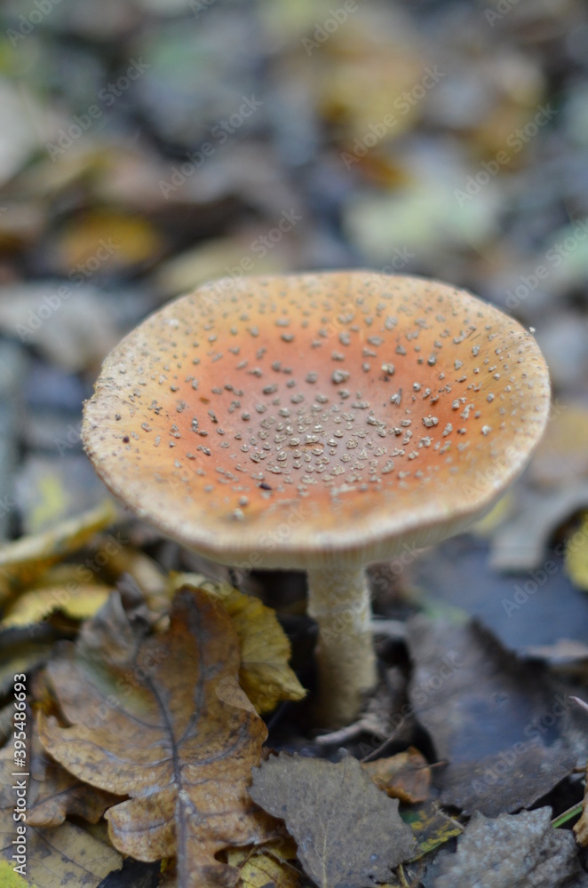 fly mushroom fly mushroom