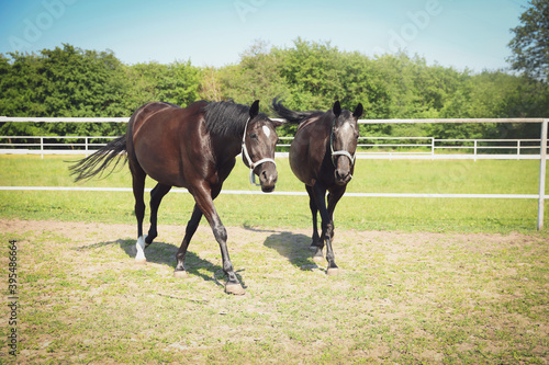 Dark bay horses in paddock on sunny day. Beautiful pets © New Africa