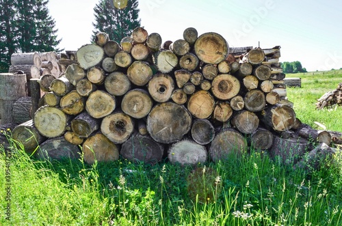 Large sawn logs lie on a grassy field. Firewood on the grass. photo